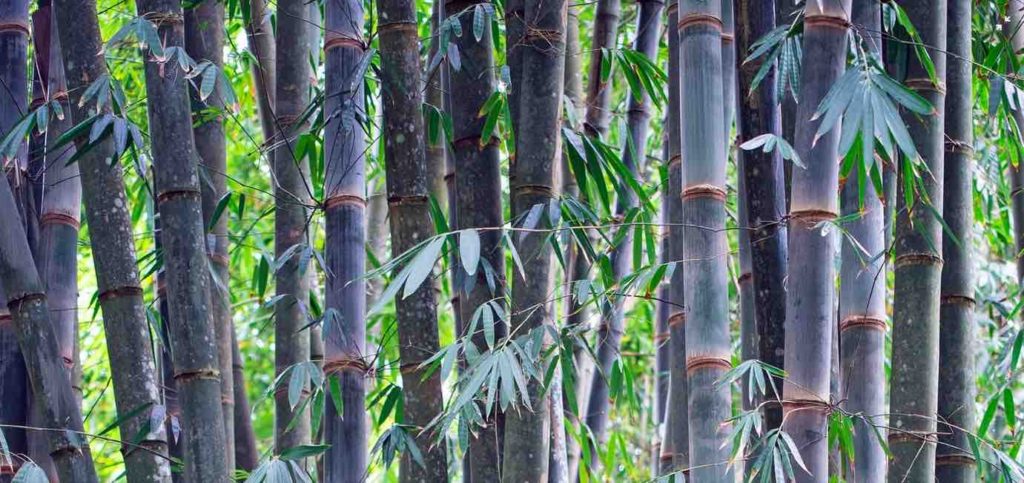 Life lessons through travel- bamboo for adaptability