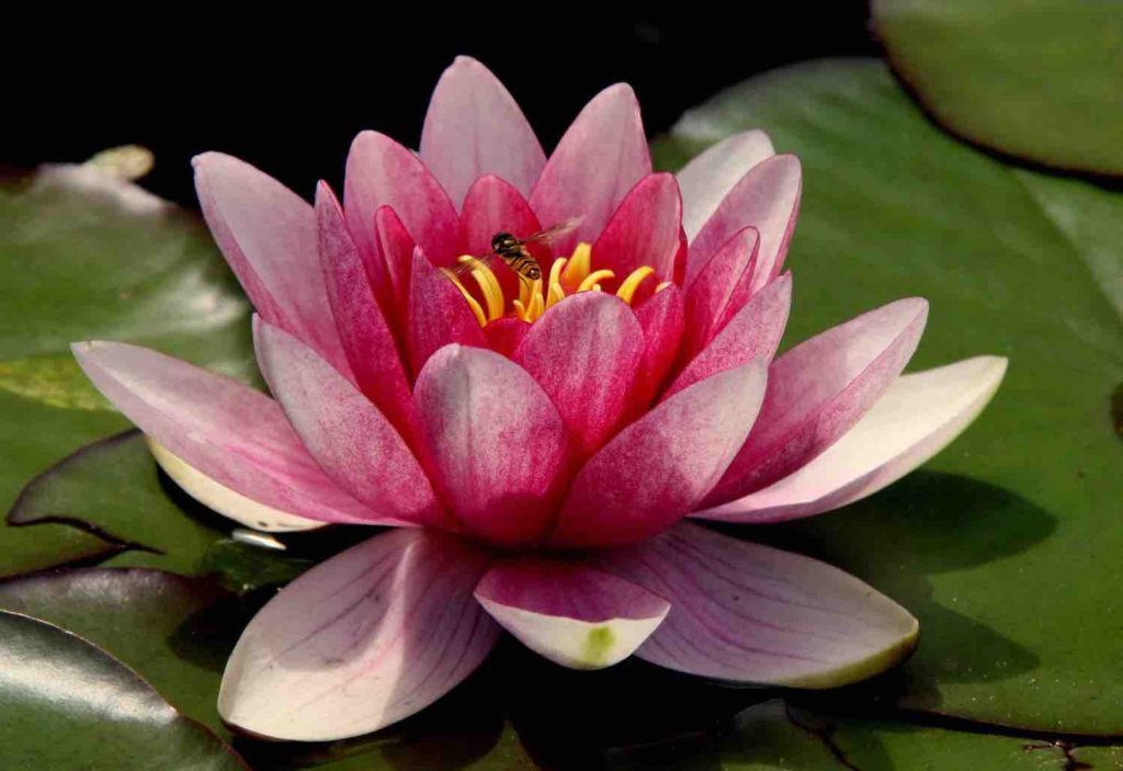 Spiritual life lessons through travel-lotus