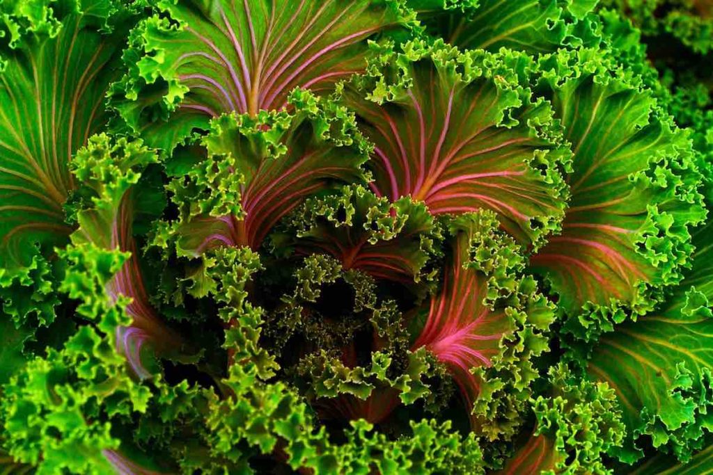 whole food plant-based pink kale