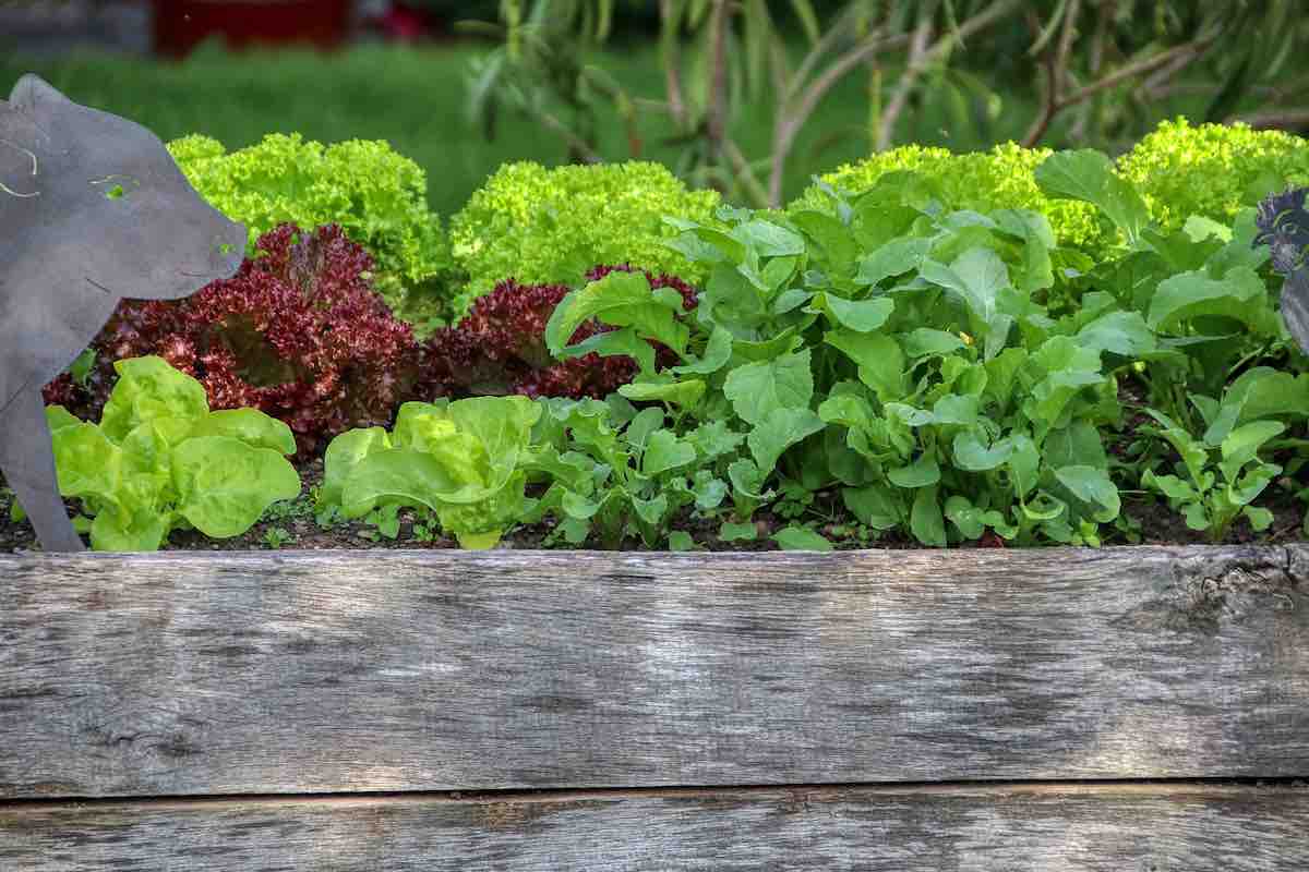 garden-why vegetables are good for you