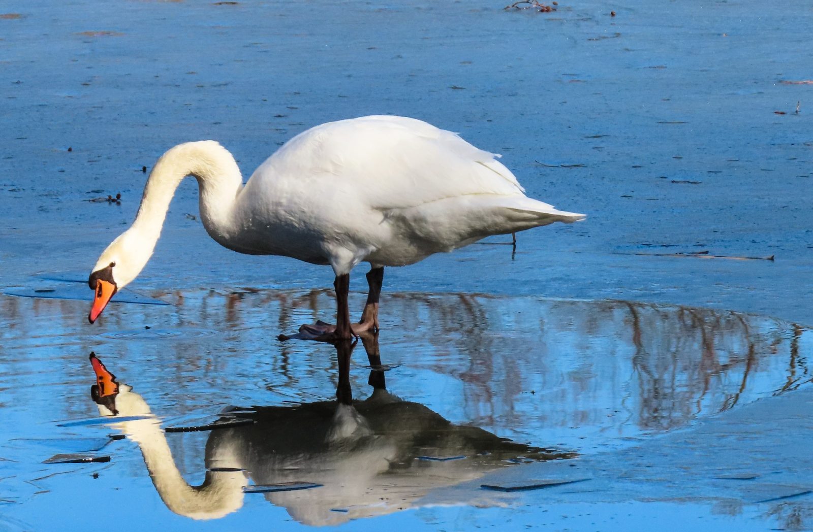 swan reflection water