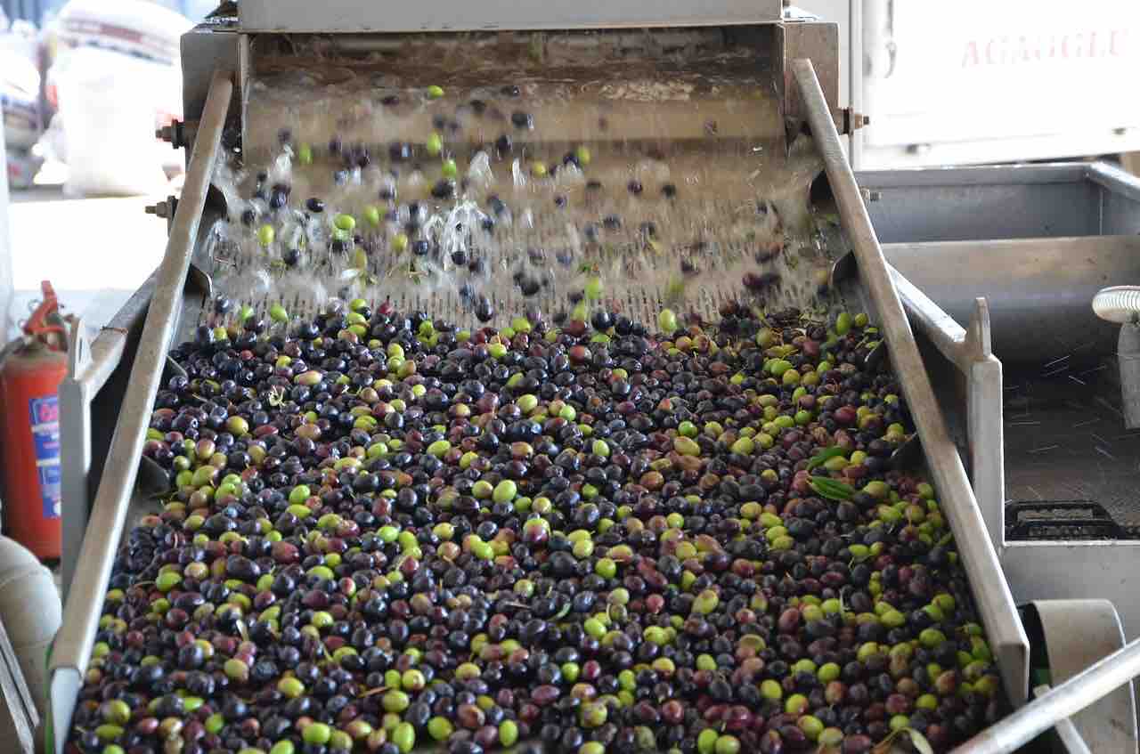 How to choose olive oil-washing olives