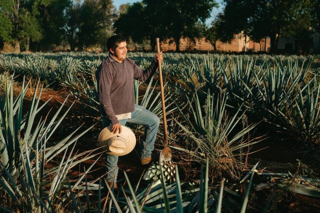 man in agave field cutting piña