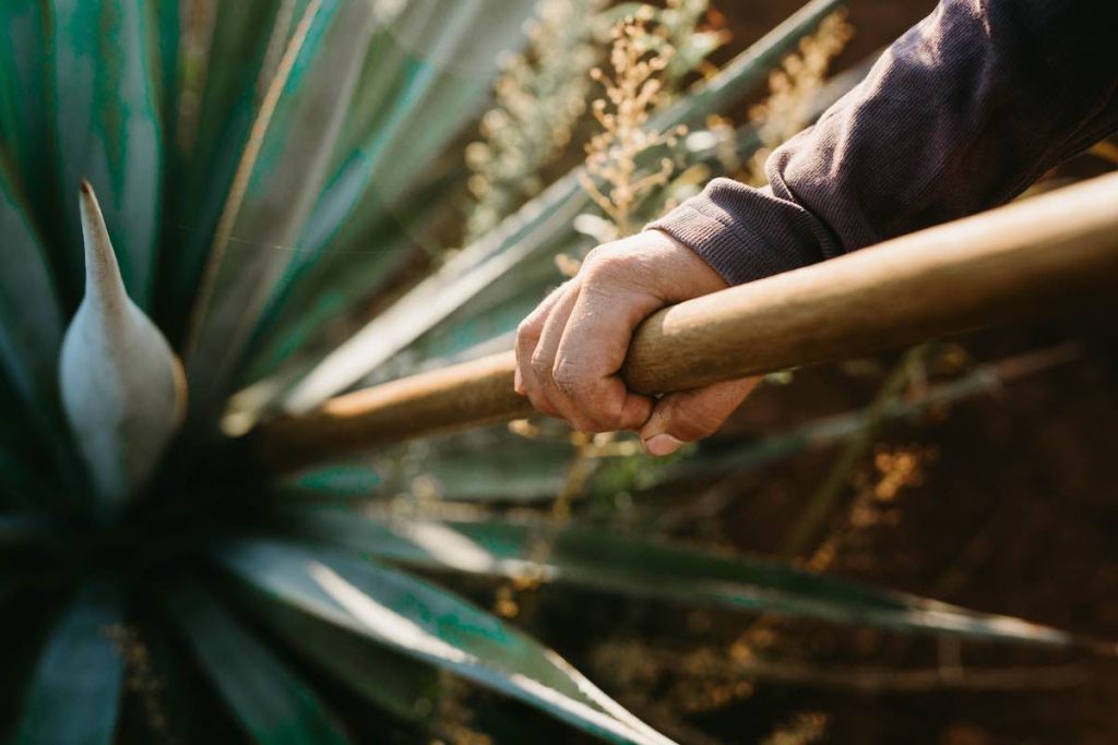 agave stalk to cut off and collect healthy agave syrup